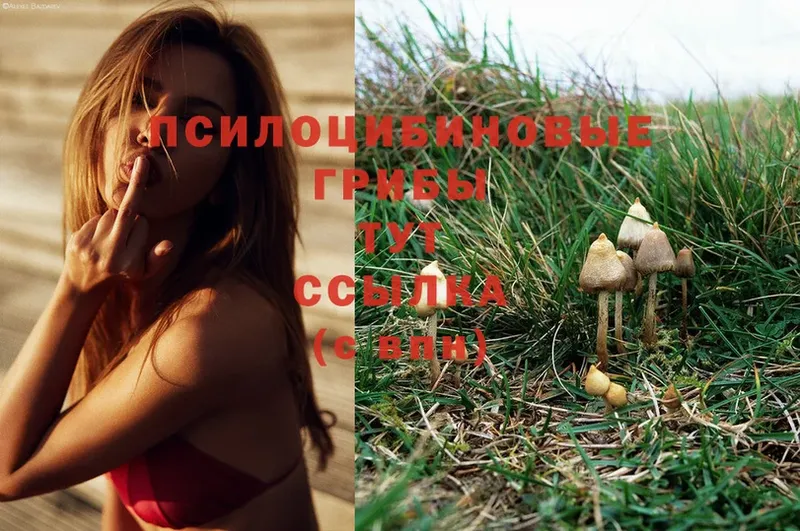 Галлюциногенные грибы Magic Shrooms  Людиново 